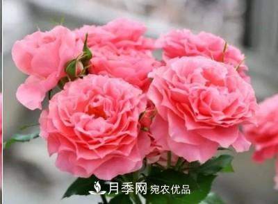 盤點各國的灌木月季品種，哪些是不可錯過的經(jīng)典品種！(圖24)
