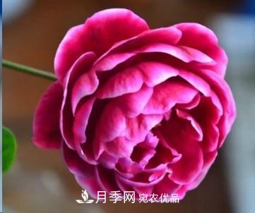 盤點各國的灌木月季品種，哪些是不可錯過的經(jīng)典品種！(圖28)