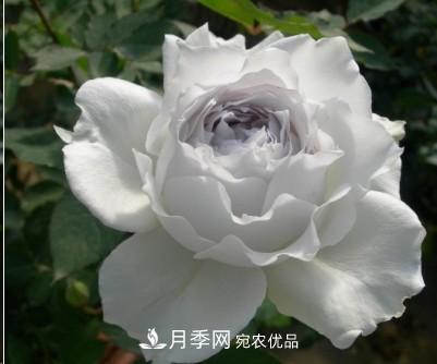 盤點各國的灌木月季品種，哪些是不可錯過的經(jīng)典品種！(圖27)