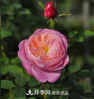 盤點各國的灌木月季品種，哪些是不可錯過的經(jīng)典品種！(圖26)