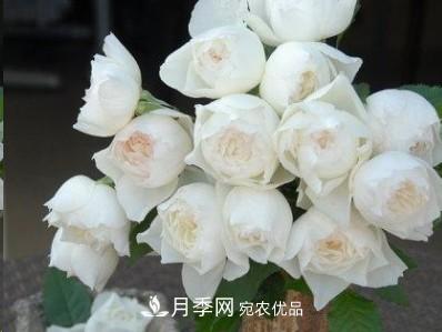 盤點各國的灌木月季品種，哪些是不可錯過的經(jīng)典品種！(圖30)