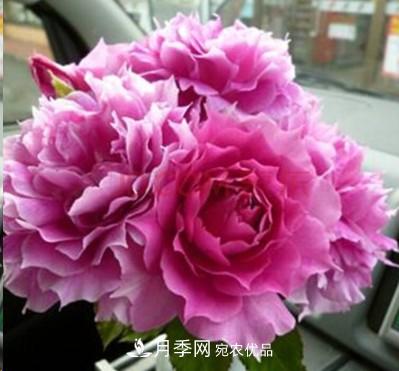 盤點各國的灌木月季品種，哪些是不可錯過的經(jīng)典品種！(圖29)
