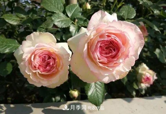 種月季有竅門，用“紅陶盆”栽種，透氣透水，月季發(fā)芽快開(kāi)花多(圖1)