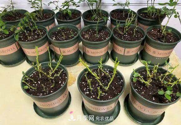 種月季有竅門，用“紅陶盆”栽種，透氣透水，月季發(fā)芽快開(kāi)花多(圖2)