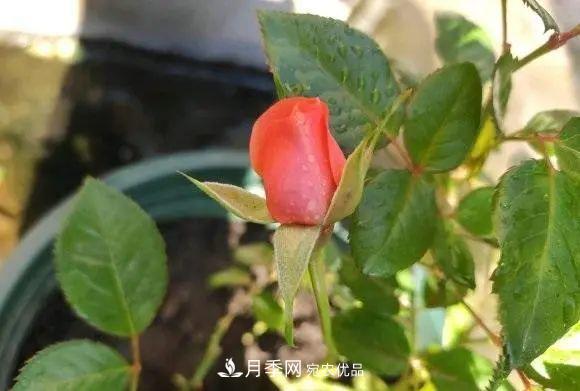 種月季有竅門，用“紅陶盆”栽種，透氣透水，月季發(fā)芽快開(kāi)花多(圖3)
