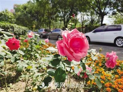 花開正艷！呼和浩特這條月季景觀大道模樣初現(xiàn)，你去過(guò)嗎？(圖1)