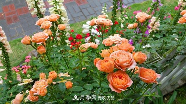 北方南方養(yǎng)護(hù)月季重點(diǎn)有什么不同？不用討論了(圖1)