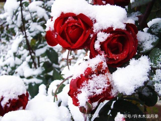 氣溫差異大，南北方養(yǎng)月季有何區(qū)別？因地制宜養(yǎng)月季教程(圖2)