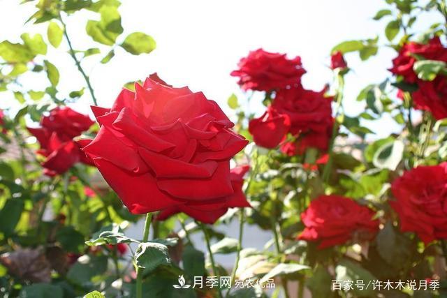 氣溫差異大，南北方養(yǎng)月季有何區(qū)別？因地制宜養(yǎng)月季教程(圖3)