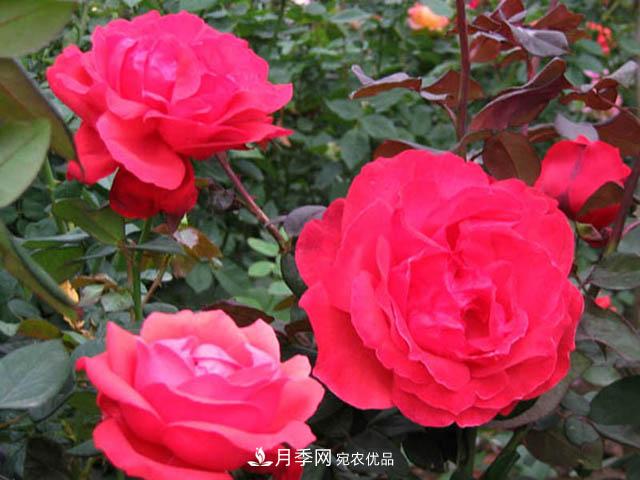 南陽月季枝條怎么修剪？(圖1)