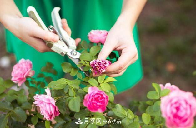 養(yǎng)護(hù)月季必須的修剪要怎么去做？(圖1)