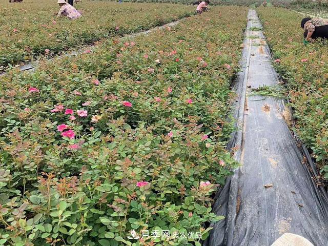 月季春季裂花的防治措施有哪些？(圖1)