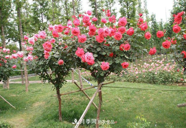 樹(shù)狀月季成活階段怎么養(yǎng)護(hù)管理？(圖1)