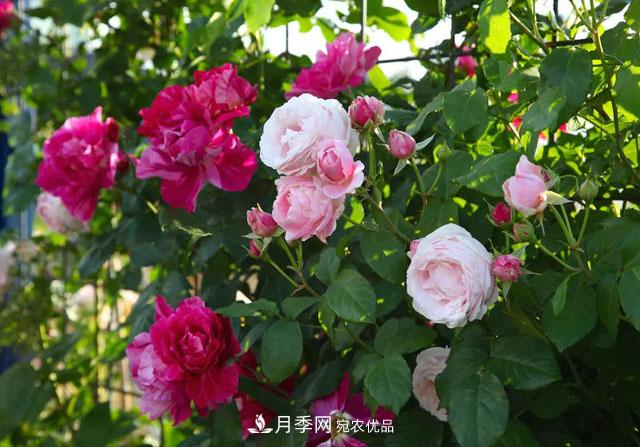 溫度對月季花期有哪些影響？漳州適合種植嗎(圖1)