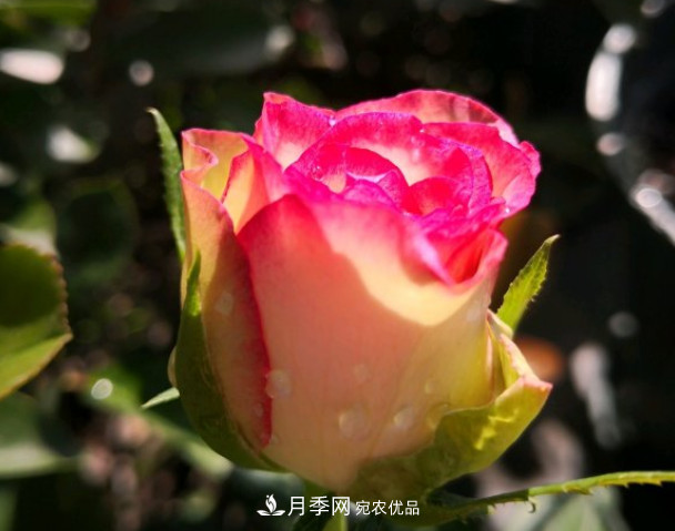 6種月季太勤快，開(kāi)花一茬接一茬，花量大還抗?。?圖6)