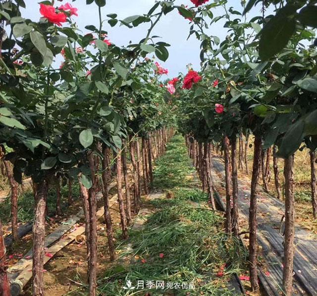 2020年南陽(yáng)精品月季樹價(jià)格(圖1)