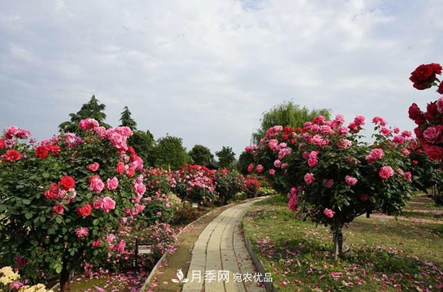 2020年南陽(yáng)精品月季樹價(jià)格(圖4)