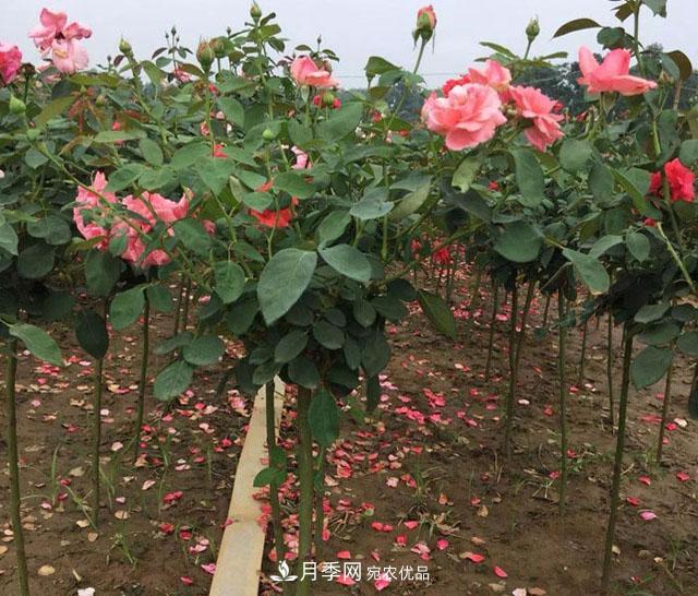 2020年南陽(yáng)精品月季樹價(jià)格(圖2)