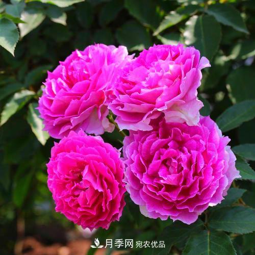 月季是個(gè)龐大的家族，這3種***受歡迎，盛夏開花爆盆(圖1)