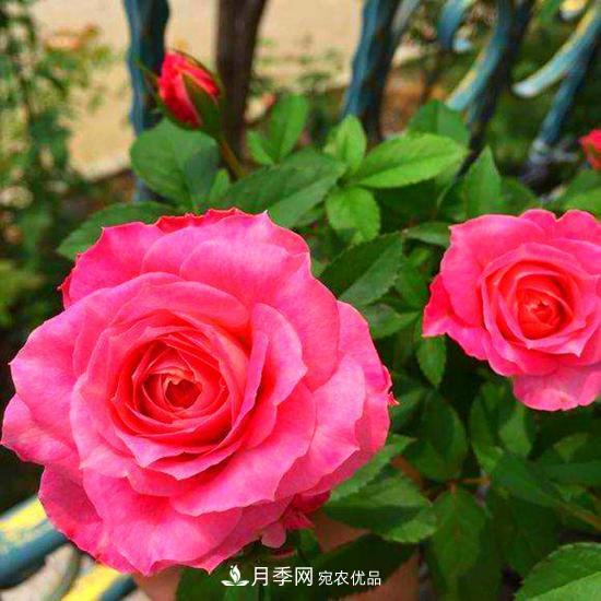 月季是個(gè)龐大的家族，這3種***受歡迎，盛夏開花爆盆(圖3)