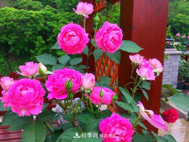月季是個(gè)龐大的家族，這3種***受歡迎，盛夏開花爆盆(圖4)