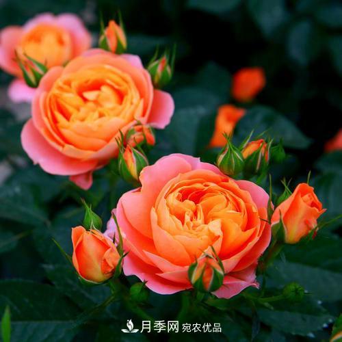 月季是個(gè)龐大的家族，這3種***受歡迎，盛夏開花爆盆(圖2)