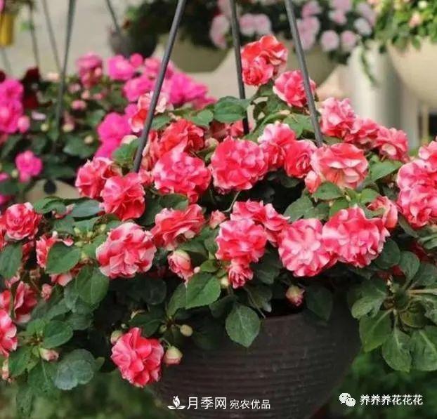 陽臺(tái)種盆它，比月季開花勤，小巧精致好養(yǎng)活，開花重瓣似牡丹(圖1)