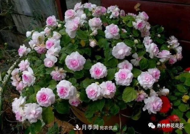 陽臺(tái)種盆它，比月季開花勤，小巧精致好養(yǎng)活，開花重瓣似牡丹(圖2)