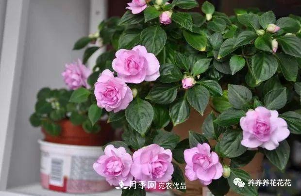 陽臺(tái)種盆它，比月季開花勤，小巧精致好養(yǎng)活，開花重瓣似牡丹(圖3)