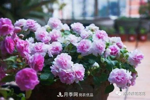 陽臺(tái)種盆它，比月季開花勤，小巧精致好養(yǎng)活，開花重瓣似牡丹(圖5)