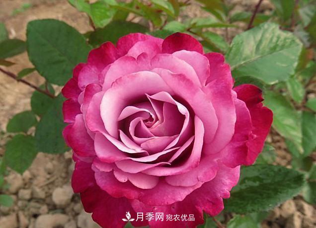 ***美的波浪邊月季，又香又勤花，種植無(wú)難度，非常適合新手(圖11)