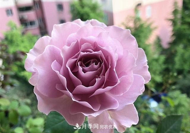 ***美的波浪邊月季，又香又勤花，種植無(wú)難度，非常適合新手(圖1)