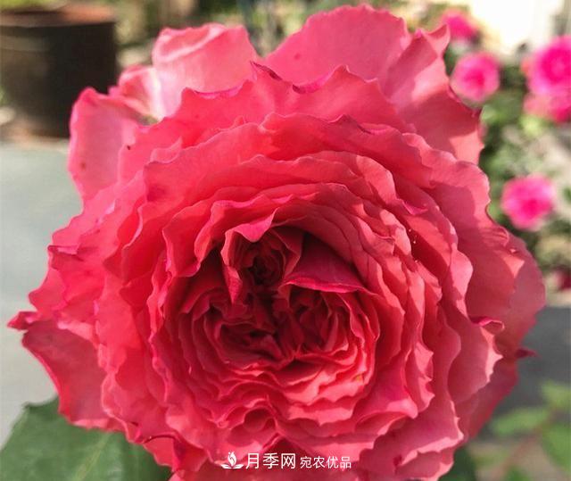 ***美的波浪邊月季，又香又勤花，種植無(wú)難度，非常適合新手(圖10)