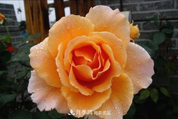 ***美的波浪邊月季，又香又勤花，種植無(wú)難度，非常適合新手(圖5)