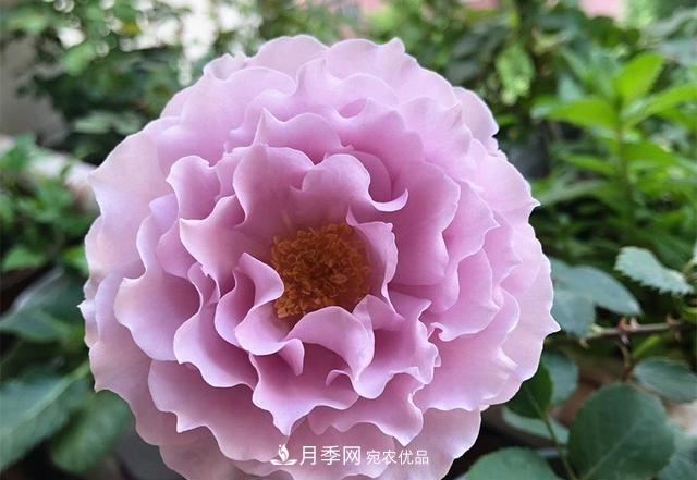 ***美的波浪邊月季，又香又勤花，種植無(wú)難度，非常適合新手(圖2)
