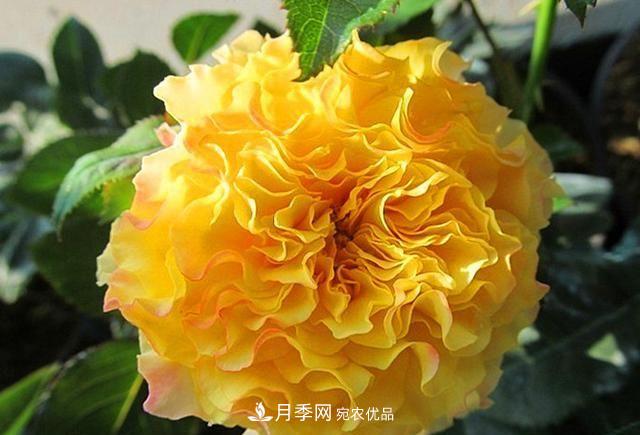 ***美的波浪邊月季，又香又勤花，種植無(wú)難度，非常適合新手(圖8)