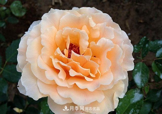 ***美的波浪邊月季，又香又勤花，種植無(wú)難度，非常適合新手(圖6)