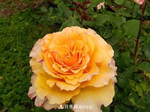***美的波浪邊月季，又香又勤花，種植無(wú)難度，非常適合新手(圖7)