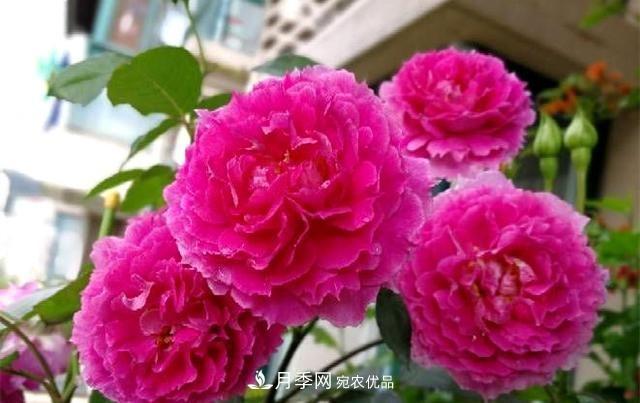 ***美的波浪邊月季，又香又勤花，種植無(wú)難度，非常適合新手(圖4)