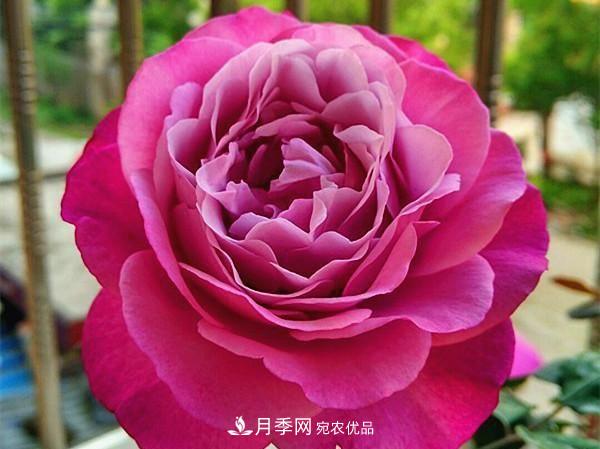 ***美的波浪邊月季，又香又勤花，種植無(wú)難度，非常適合新手(圖12)