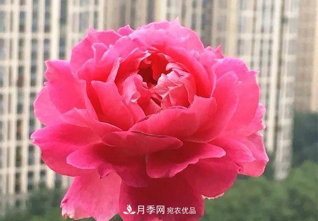 ***美的波浪邊月季，又香又勤花，種植無(wú)難度，非常適合新手(圖3)