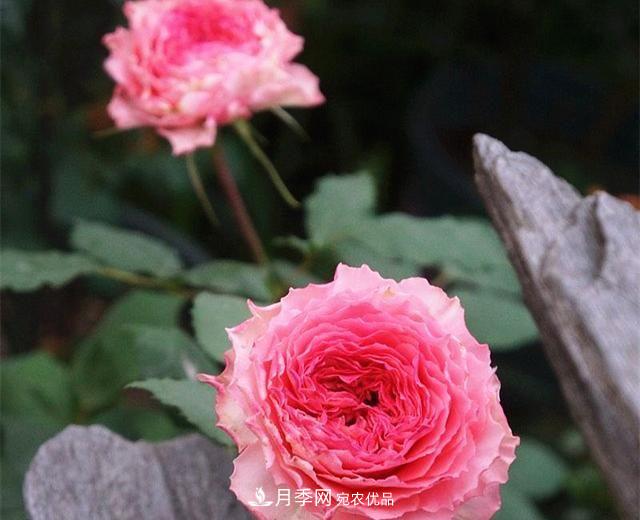 ***美的波浪邊月季，又香又勤花，種植無(wú)難度，非常適合新手(圖9)