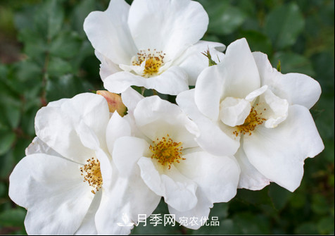 絕代佳人月季是寶藏月季品種，抗病好低維護(hù)多季賞花(圖13)