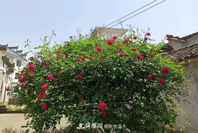 太奶奶養(yǎng)的月季，110歲高齡啦！(圖1)