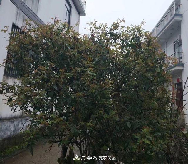 太奶奶養(yǎng)的月季，110歲高齡啦！(圖2)