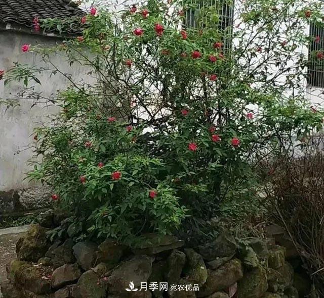 太奶奶養(yǎng)的月季，110歲高齡啦！(圖3)