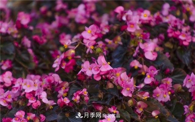 花只能開一季？這7種花四季都能賞花，月季花不可缺(圖3)
