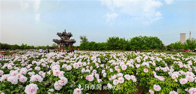 風(fēng)流菏澤牡丹：可知國(guó)色無(wú)兼美，剛數(shù)曹州又亳州(圖2)