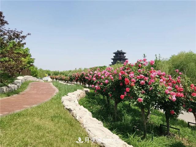 衡水街頭開滿月季花，又香又美人人夸！(圖1)