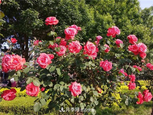 衡水街頭開滿月季花，又香又美人人夸！(圖2)